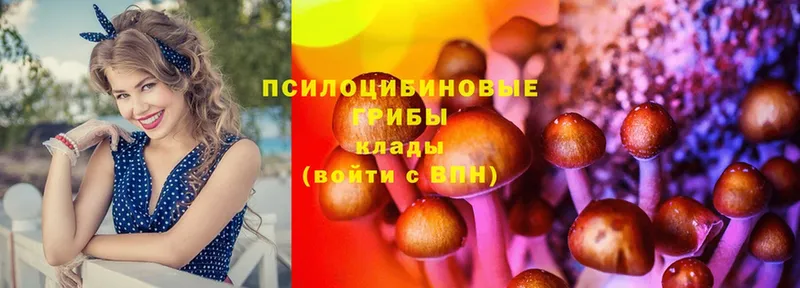 Псилоцибиновые грибы Cubensis  где найти   Прокопьевск 